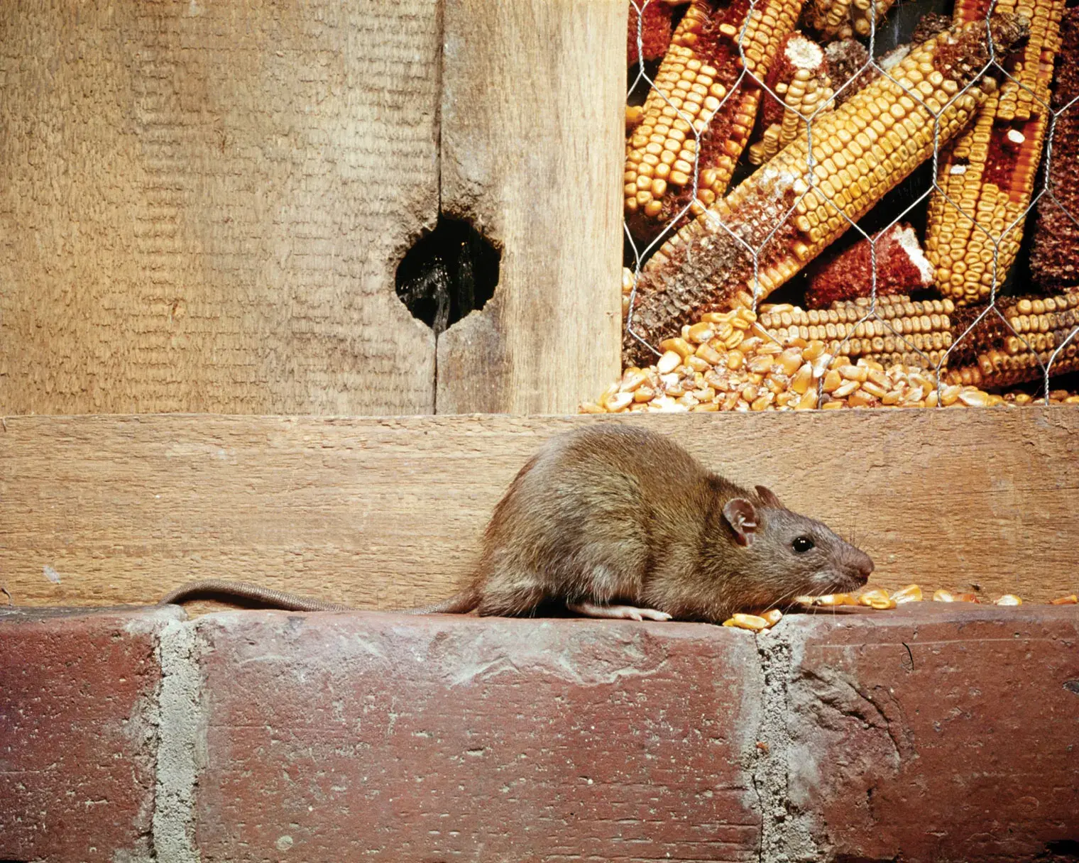 Rat Control in Philadelphia neighborhoods