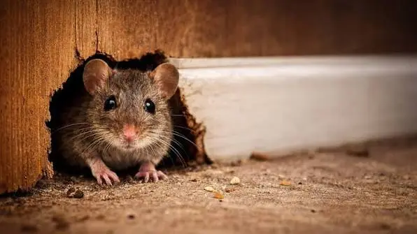 Mice Control in Philadelphia neighborhoods